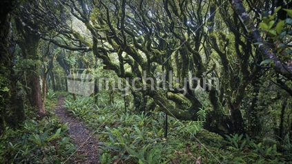 Tree archway over bush track, Egmont National Park