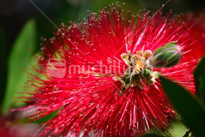 Bottlebrush flower with a visiting bee.