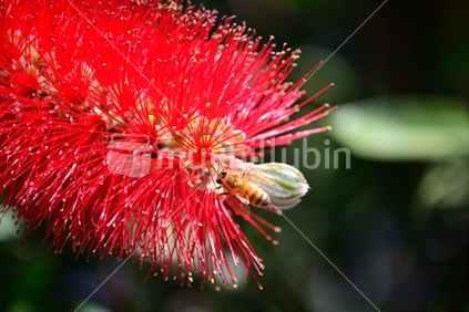 New Zealand B and B; Bee and Bottlebrush flower.