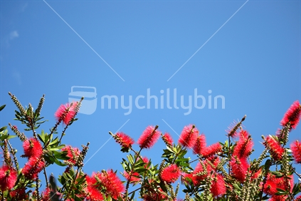 Bottlebrush tree, and New Zealand blue sky.