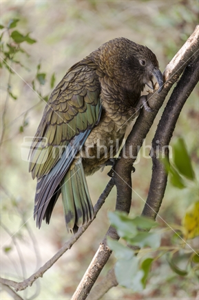 Native Kea bird perched on a branch, chewing on a tree (High ISO)