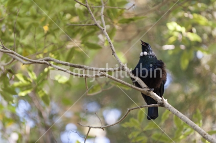 A native Tui bird singing (High ISO) 