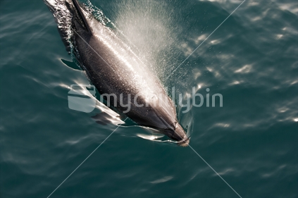 Dolphin swimming and breathing through its blowhole; Bay of Islands, New Zealand.