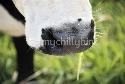 Cow's mouth.