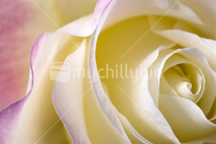 Closeup of a rose