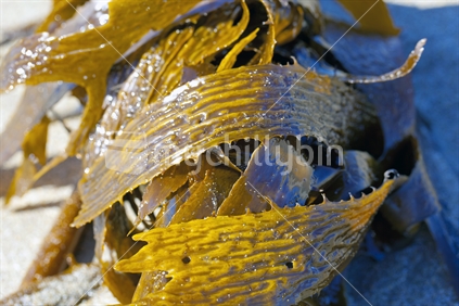 Kelp glistening in the sun; washed up on Whangamata Beach, New Zealand.