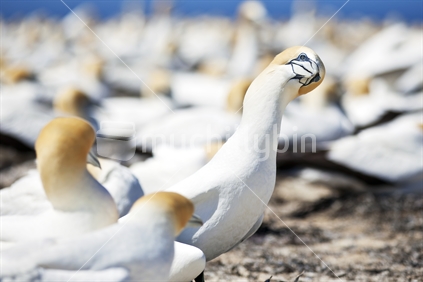 Inquisitive gannet (morus serrator), one of 20,000 nesting at Cape Kidnappers, Hawkes Bay