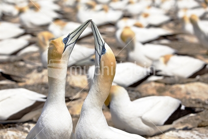 Touching; mating gannets (morus serrator), at Cape Kidnappers colony (est. 20,000), Hawkes Bay
