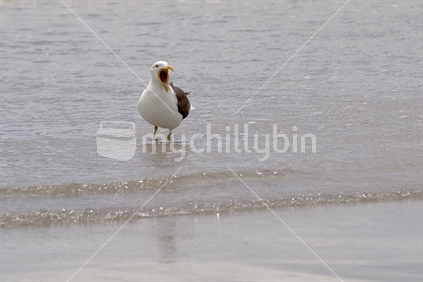 "Mine Mine!". Noisy seagull staking his territory on Whangamata Beach