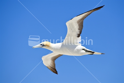 Gannet (morus serrator) in flight, at Cape Kidnappers colony (est. 20,000), Hawkes Bay