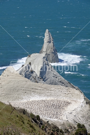Maui's tooth, Cape Kidnappers, Hawkes Bay