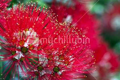 Pohutukawa bloom - New Zealand's Christmas Tree