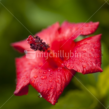 Hibiscus flower after rain shower.