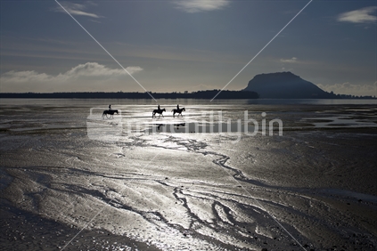 3 horses walking in Tauranga Harbour at low tide in early morning fog 