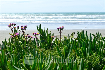 Wild flowers in front of New Brighton beach, 
Christchurch