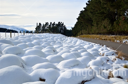 snow covered tussocks near terrace downs resort, canterbury