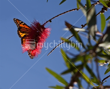 Monarch Butterfly resting on a bottlebrush flower.