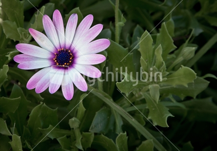 Flower - Cape Daisy Osteospermum