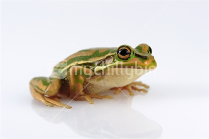 Green and gold bell frog against a white background.
Bell frogs or tree frogs are common in ponds or wet areas. They are becoming rare, and a highlight with their unique and kind appearance.
The bell frog is a very  useful amphibian, feeding mainly on flies.

