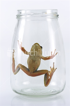 Green and gold bell frog, in a small jar.
Bell frogs or tree frogs are common in ponds or wet areas. They are getting rare and a highlight with their unique and kind appearance.  The bell frog is a very  useful amphibian, feeding mainly on flies.

