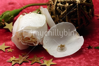 White rose and decoration at a party.