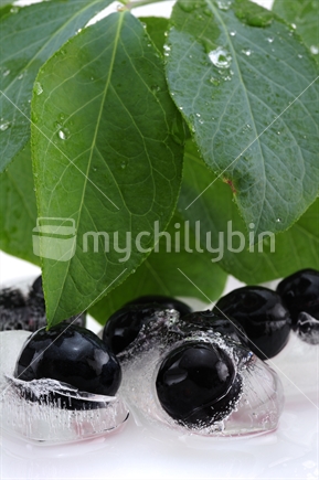 New Zealand Blueberries in block of ice. 

