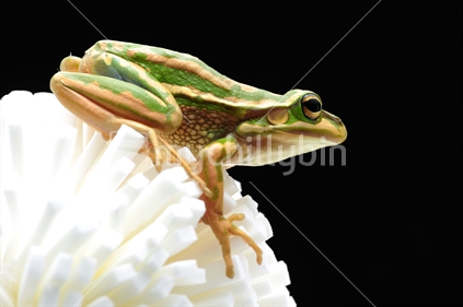 Green and gold bell frog against a white background.
Bell frogs or tree frogs are common in ponds or wet areas. They are getting rare and a highlight with their unique and kind appearance.  The bell frog is a very  useful amphibian, feeding mainly on flies.

