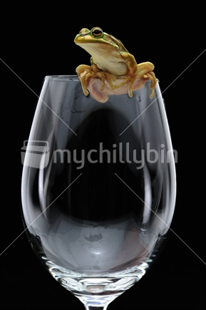 Green and gold bell frog on a wine glass. 
Bell frogs or tree frogs are common in ponds or wet areas. They are getting rare and a highlight with their unique and kind appearance.
The bell frog is a very  useful amphibian, feeding mainly on flies.
Photo converted from 14 bit RAW

