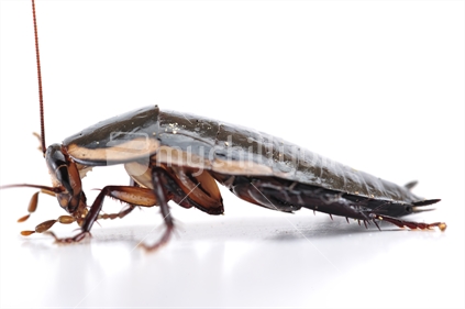 Gisborne Cockroach - Drymaplaneta semivitta
Introduced to New Zealand, first seen in Gisborne.

