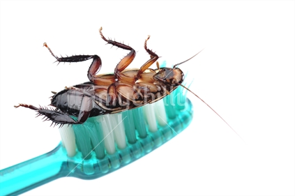 Gisborne cockroach, on a tooth brush.
