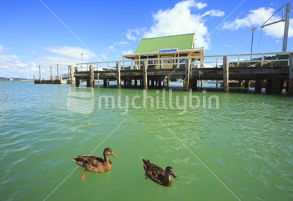 Ducks and wharf at Russell, Bay of Islands, New Zealand.