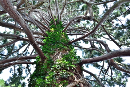 Botanic Gardens, Christchurch. Giant Sequoia or Redwood