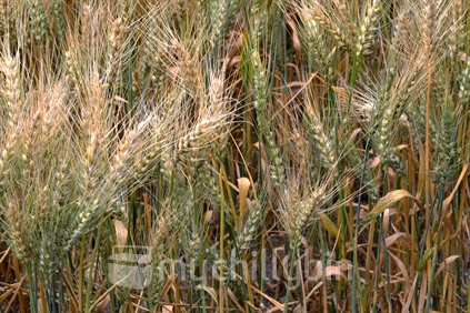 Wheat before harvest