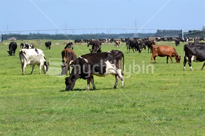 Dairy cows on irrigated pasture.
