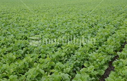 Vegetable Crop - Green Beans