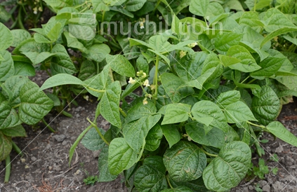 Vegetable Crop in flower - Green Beans