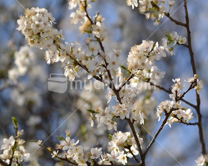 Spring Cherry Blossoms. [Sakura] 