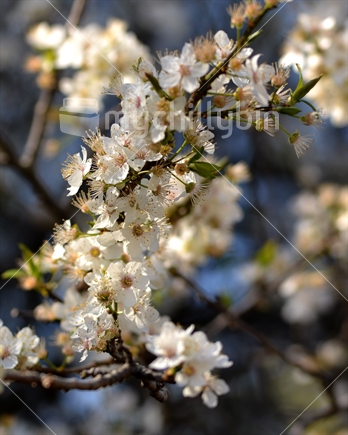 Spring Cherry Blossoms. [Sakura]