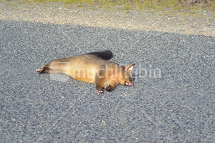 Road Kill - Possum