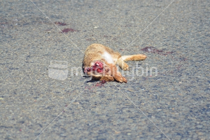 Road Kill - Rabbit