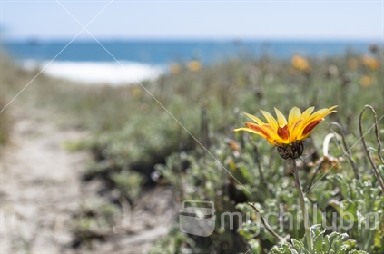 Flower on the beach, Bay of Plenty