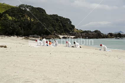 Volunteers cleaning Mount Maunganui beach from oil residues originated from the Rena.