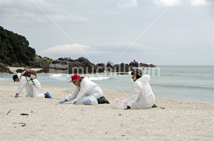 Beach clean up team on Mount Maunganui beach, Tauranga; after the Rena 2011 spills. 