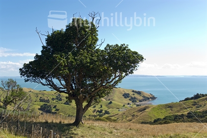 Tree, sea view near Matarangi, Coromandel Peninsula, New Zealand
