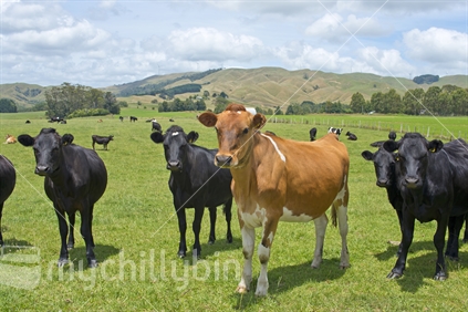 Wind farm on the hills with cows, Taranaki, New Zealand (focus black cow faces)