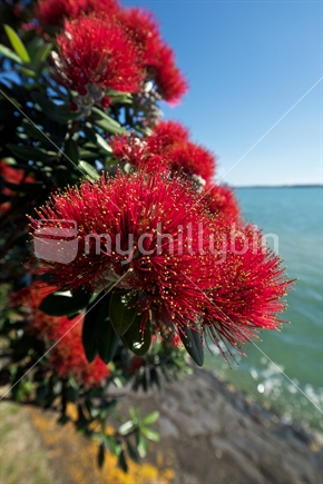 Pohutukawa blooms in Auckland, beside the harbour.  