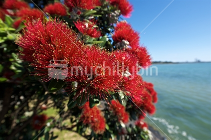 Pohutukawa blooms in Auckland. 