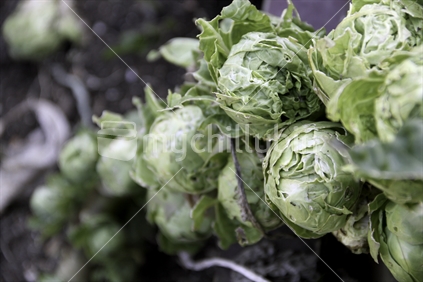 Organically farm grown Brussel Sprouts
