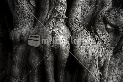 Pohutukawa Roots Romantically Entwined Stillwater Reserve Auckland