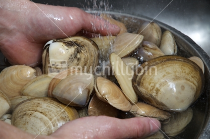 Shellfish - Surf clams harvested off the Marlborough coast, New Zealand being rinsed off prior to cooking. 